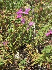 Thymus calcareus