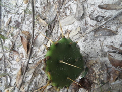 Opuntia mesacantha lata