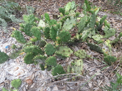 Opuntia mesacantha lata