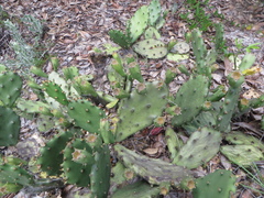 Opuntia mesacantha lata