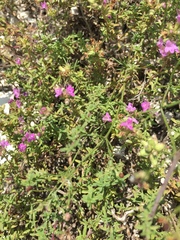 Thymus calcareus
