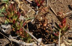 Lampranthus tenuifolius
