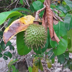 Annona montana