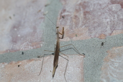 Bistanta mexicana
