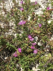 Thymus calcareus