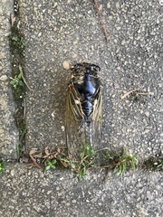 Cryptotympana facialis