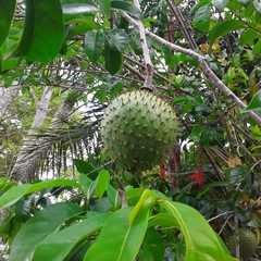 Annona montana