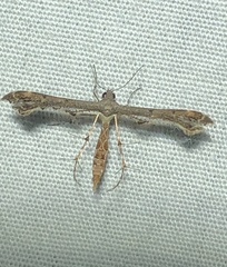 Michaelophorus indentatus