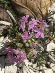Thymus calcareus