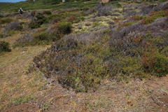 Lampranthus tenuifolius