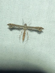 Michaelophorus indentatus