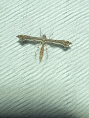 Michaelophorus indentatus