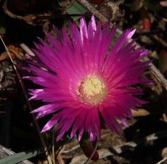 Lampranthus tenuifolius