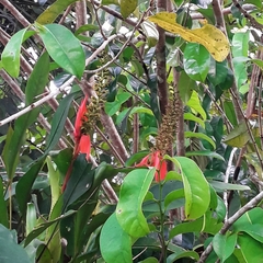 Aechmea mertensii