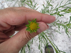 Balduina angustifolia
