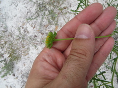 Balduina angustifolia