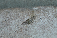 Idaea pervertipennis