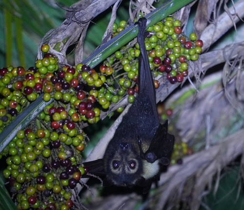 Spectacled Flying Fox (Pteropus conspicillatus)