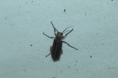 Pseudozonitis labialis