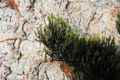 Dolichothrix ericoides