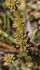 Thesium capitatum