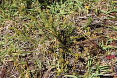 Thesium capitatum
