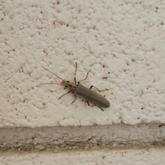 Copidita quadrimaculata