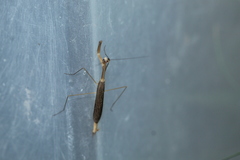 Bistanta mexicana