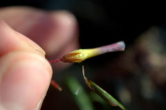 Oxalis confertifolia