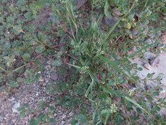 Dactyloctenium radulans