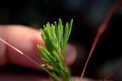 Oxalis confertifolia