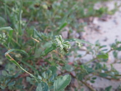 Dactyloctenium radulans