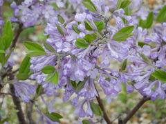 Daphne genkwa