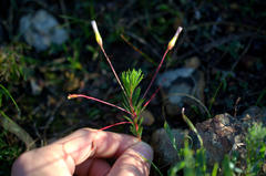 Oxalis confertifolia
