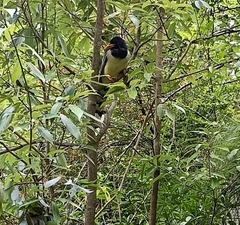 Urocissa flavirostris