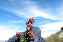 Erica petraea