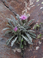 Jurinea filicifolia