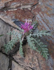 Jurinea filicifolia