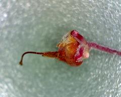 Erica petraea