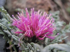 Jurinea filicifolia