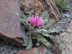 Jurinea filicifolia