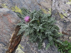 Jurinea filicifolia
