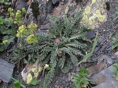 Jurinea filicifolia