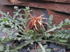 Jurinea filicifolia