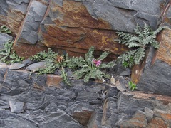 Jurinea filicifolia