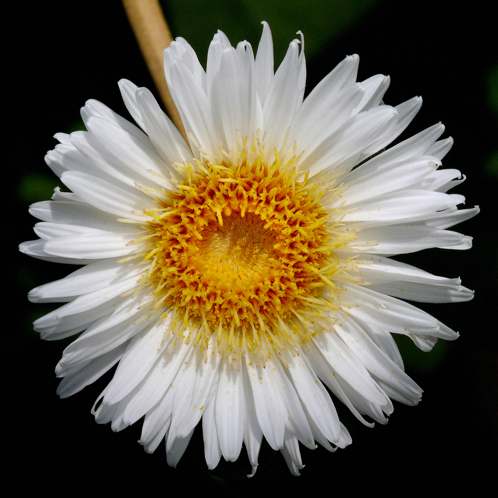 Marlborough rock daisies