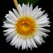 Lowland Rock Daisy - Photo (c) James Gaither, some rights reserved (CC BY-NC-ND)