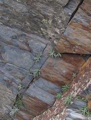Jurinea filicifolia