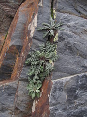 Jurinea filicifolia
