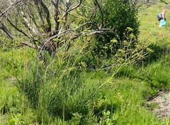 Anginon difforme